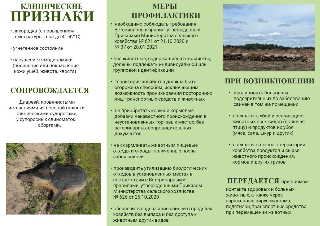 Напряженная ситуация по африканской чуме свиней.