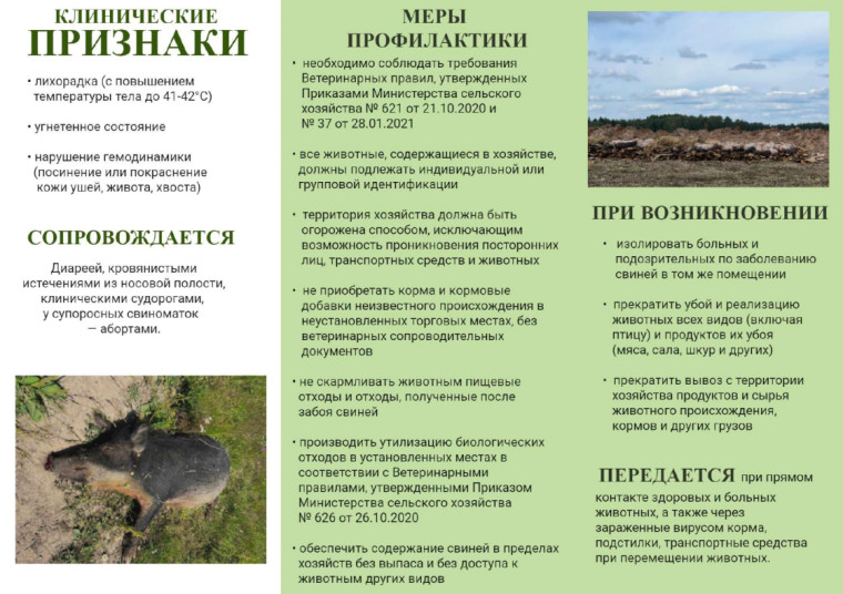 Напряженная ситуация по африканской чуме свиней. Напряженная ситуация по африканской чуме свиней.